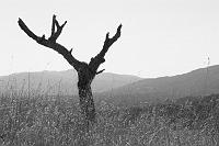 IMG_2104 artsy fremont older landscape dead tree hills
